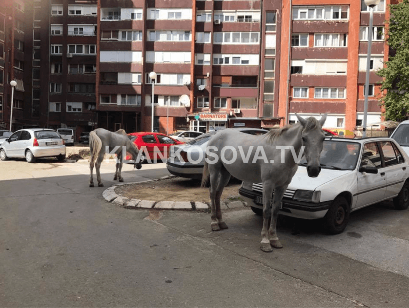 Dy kuaj shëtiten në Bregun e Diellit