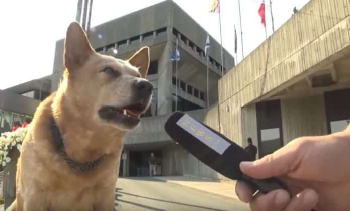 Kanada: Qeni kandidat për kryetar komune (VIDEO)