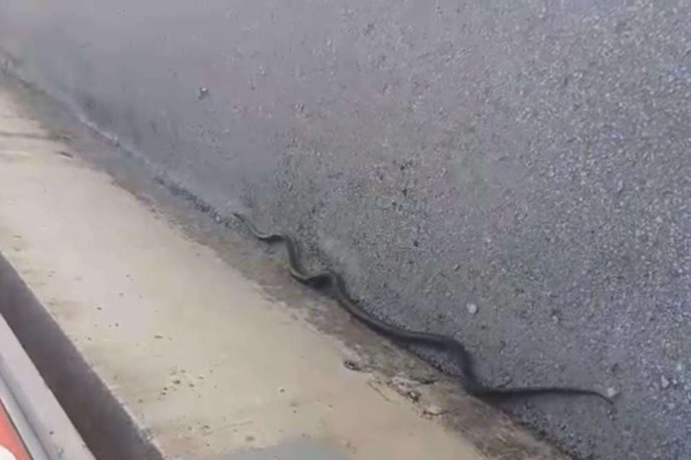 Gjarpri dy metërsh në rrugët e Sarajevës (VIDEO)