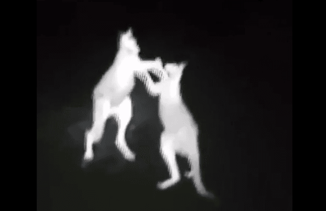 Boksi i natës mes kangurëve (VIDEO)