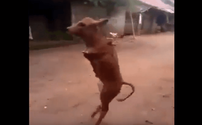 Lopa ecën me dy këmbë (VIDEO)