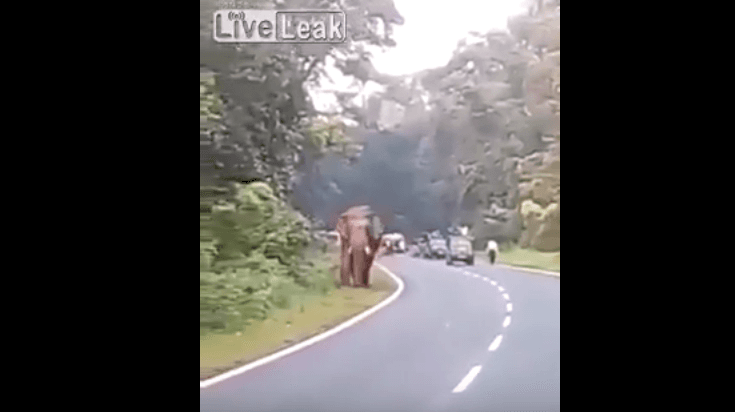 Momenti kur elefanti vret një njeri (VIDEO)