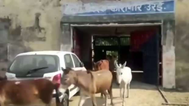 Arrestohen tetë gomarë, mbahen katër ditë në burg