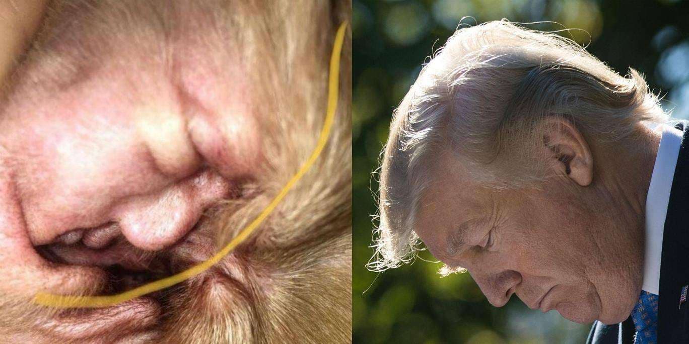 Donald Trump edhe në veshin e një qeni (FOTO)