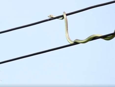 Gjarpri ndjek zogun edhe në tel elektrik (VIDEO)