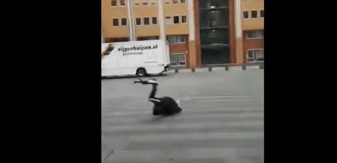 Era e fortë e fluturon këmbësorin në Holandë (VIDEO)