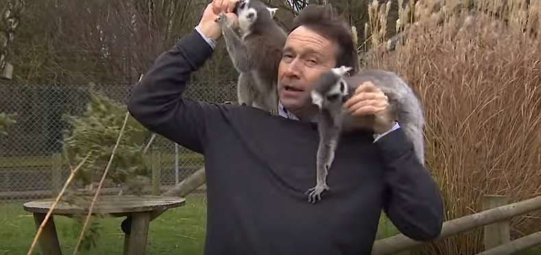 Gazetari "sulmohet" nga lemurët (VIDEO)