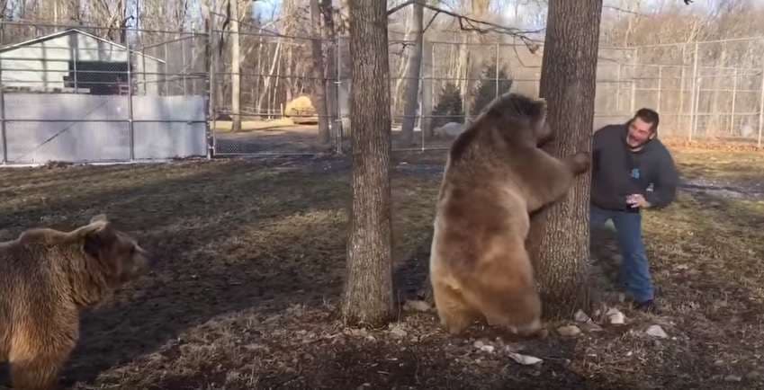 Njeriu që luan me arinjtë (Video)