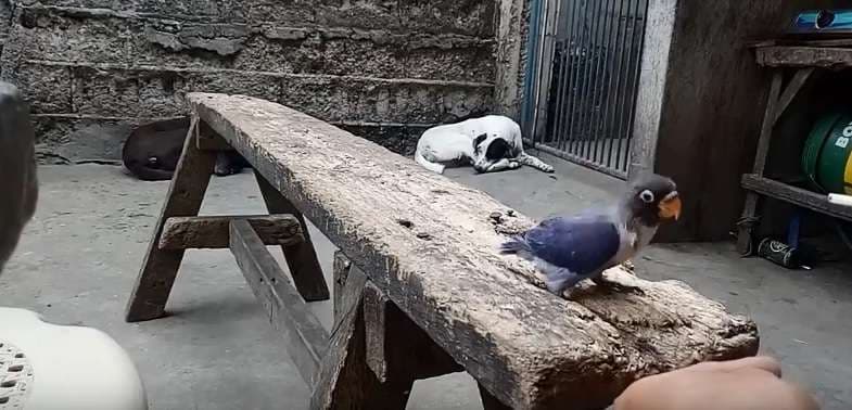 Zogu Lola shpëton për pak nga macja (Video)