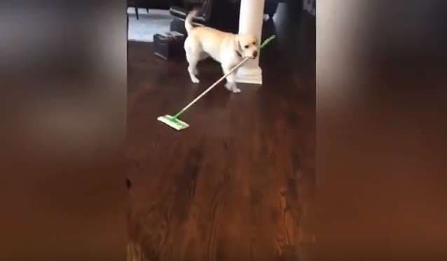 Qeni pastron nga dyshemeja qimet e tij (Video)