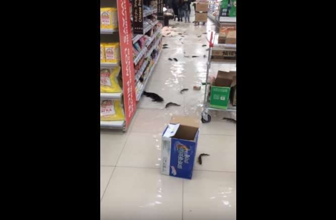 Shpërthen akuariumi, peshqit notojnë në supermarket (Video)