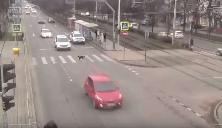 Qeni shkakton aksident trafiku (Video)