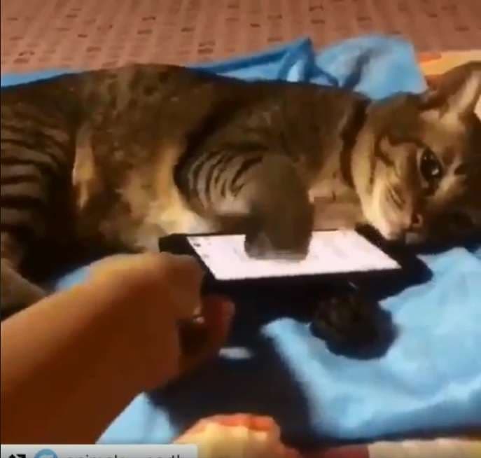 Macja që s’mund të rrijë pa telefon (Video)