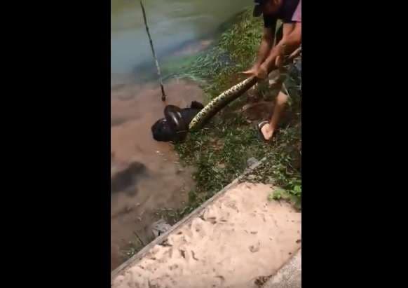 Të rinjtë e shpëtojnë qenin nga anakonda (Video)