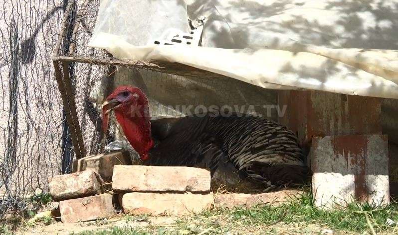 NDODH EDHE KJO: Qurani kujdeset për vezët e pulës! (VIDEO)