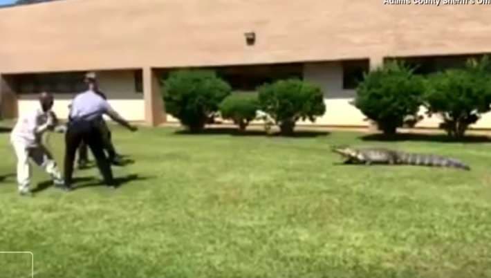 Studentët tmerrohen nga krokodili në kampusin e tyre (VIDEO)