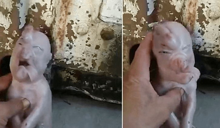 Lind derrkuci me trup elefanti e fytyrë si të njeriut (VIDEO)