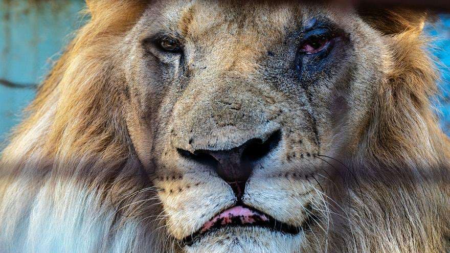 Euronews: Kafshët e lëna pas dore në “kopshtin zoologjik më të keq” të Europës (VIDEO)