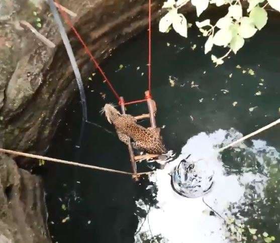 Në Indi e shpëtojnë leopardin e rënë në pus (VIDEO)
