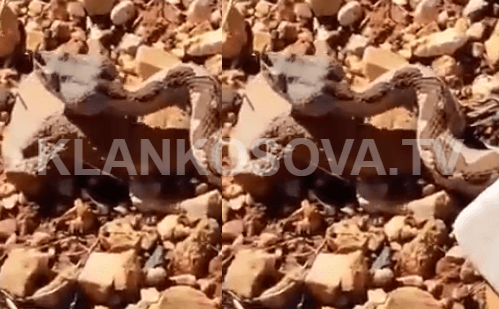 Gjarpri më vdekjeprurës në botë gjendet edhe në Malishevë (VIDEO)