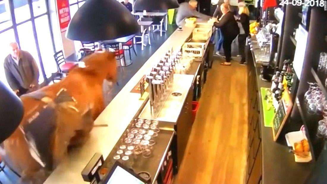 Kali viziton një bar në Francë(VIDEO)