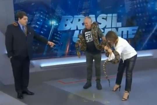 Gjarpri gjigant kryen nevoja fiziologjike gjatë emisionit televiziv (VIDEO)