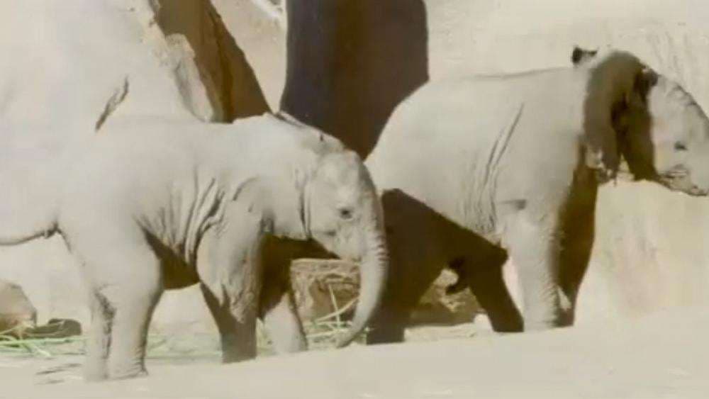 Elefantët e vegjël luajnë së bashku në kopshtin zoologjik (VIDEO)