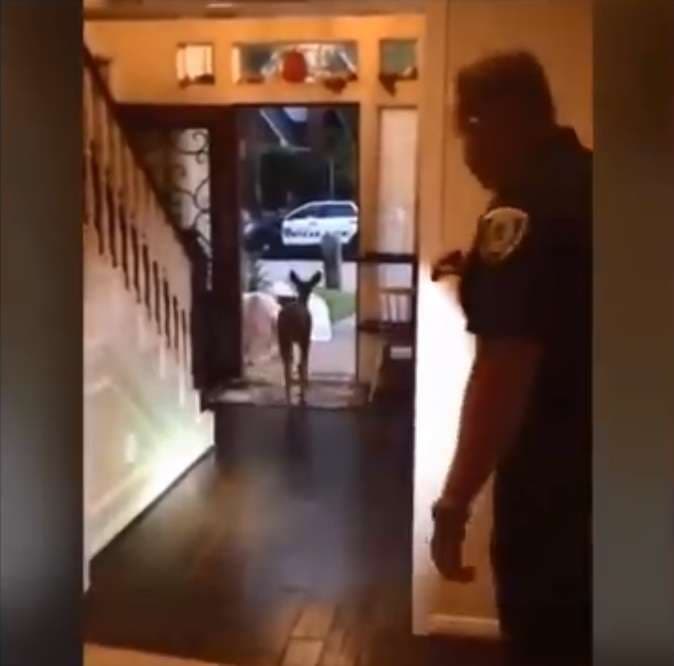Dreri hyn në shtëpi, policia e "liron" vetëm me paralajmërim (VIDEO)