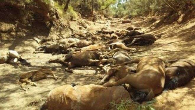 Nga i nxehti i madh ngordhin shumë kafshë në Australi