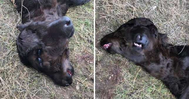 Në Amerikë lind viçi me dy koka (FOTO)