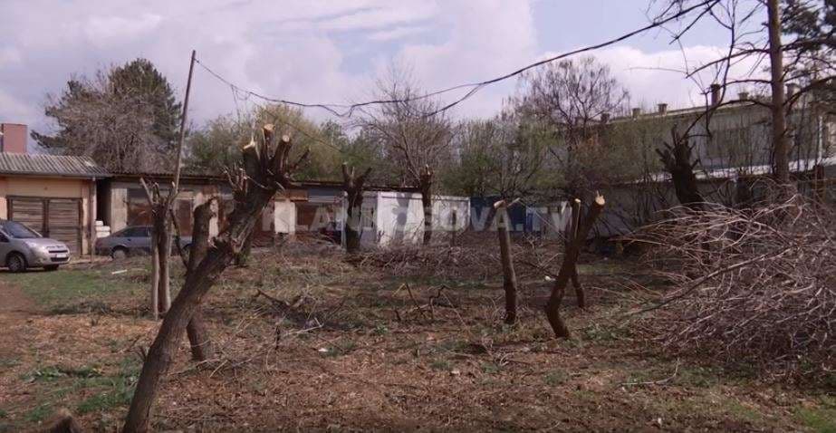 QKUK kritikohet për krasitjen e pemëve (VIDEO)