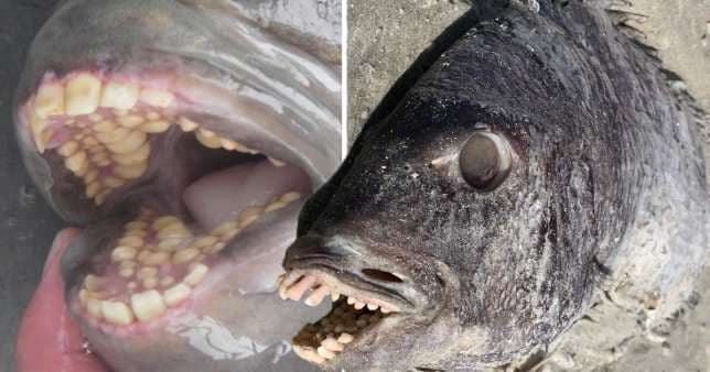 Gjendet peshku me dhëmbë njeriu (FOTO)