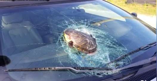 Breshka fluturuese thyen xhamin e veturës në autostradë