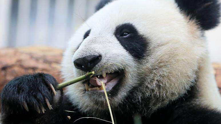 Panda feston ditëlindjen e 29-të në Meksikë (VIDEO)