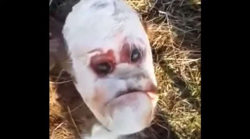 Lind viçi me “fytyrë njeriu” (VIDEO)