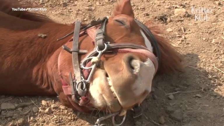Kali shtiret sikur ka ngordhur sa herë që dikush përpiqet të hipë mbi të (VIDEO)