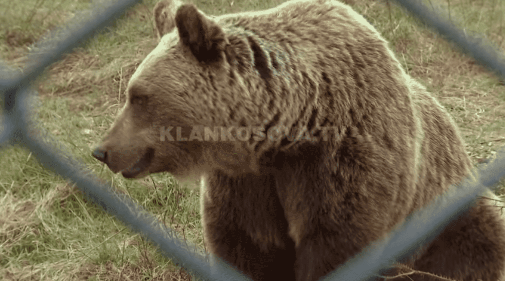 Sot u shënua dita ndërkombëtare e kafshëve (VIDEO)