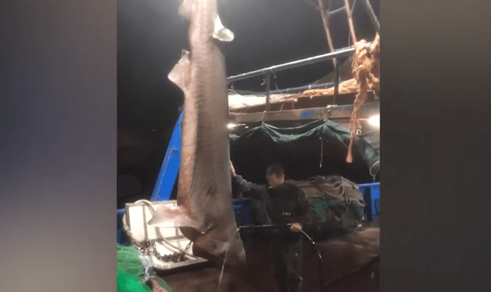 Durrës, kapet peshkaqeni 450 kilogramë (VIDEO)