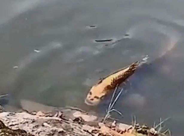 Në Kinë shfaqet peshku me fytyrë njeriu (VIDEO)