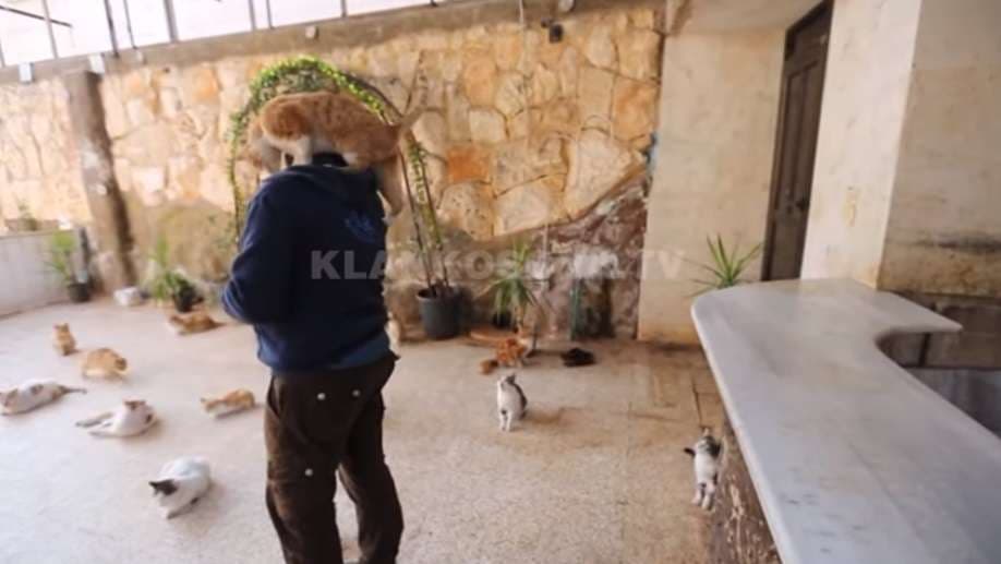 Aleppo, siriani që kujdeset për macet (VIDEO)