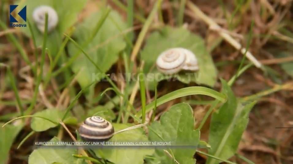 Kërmilli unik në tërë Ballkanin, Vertigo, gjendet në Kosovë (VIDEO)