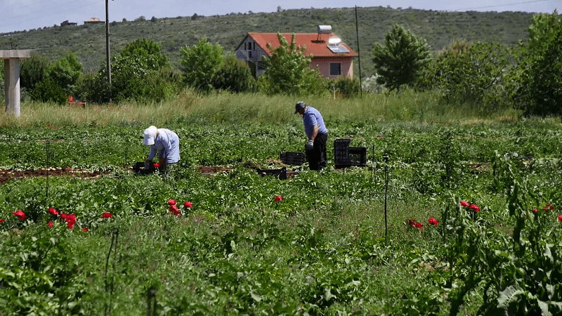 Pasojat e pandemisë në bujqësinë e Shqipërisë, fermerët ankohen për çmimin e qepës dhe patates