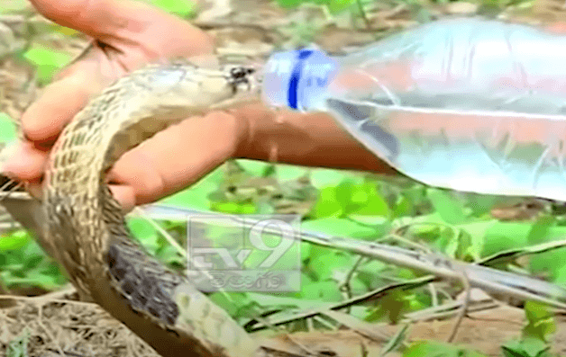 Indiani ushqen kobrën helmuese me ujë nga shishja e tij (VIDEO)