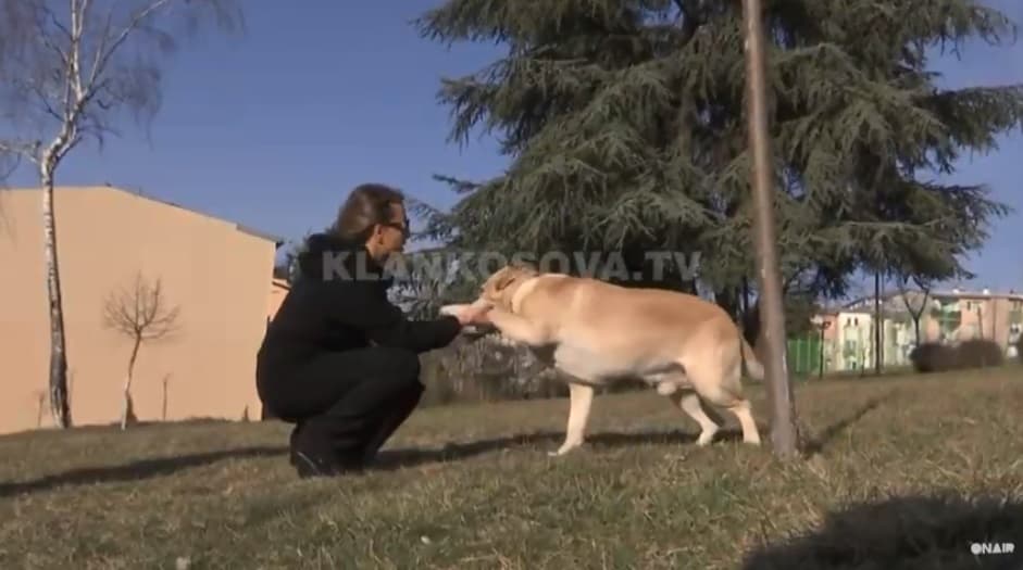 Kafshët shtëpiake regjistrohen nga 10 marsi (VIDEO)