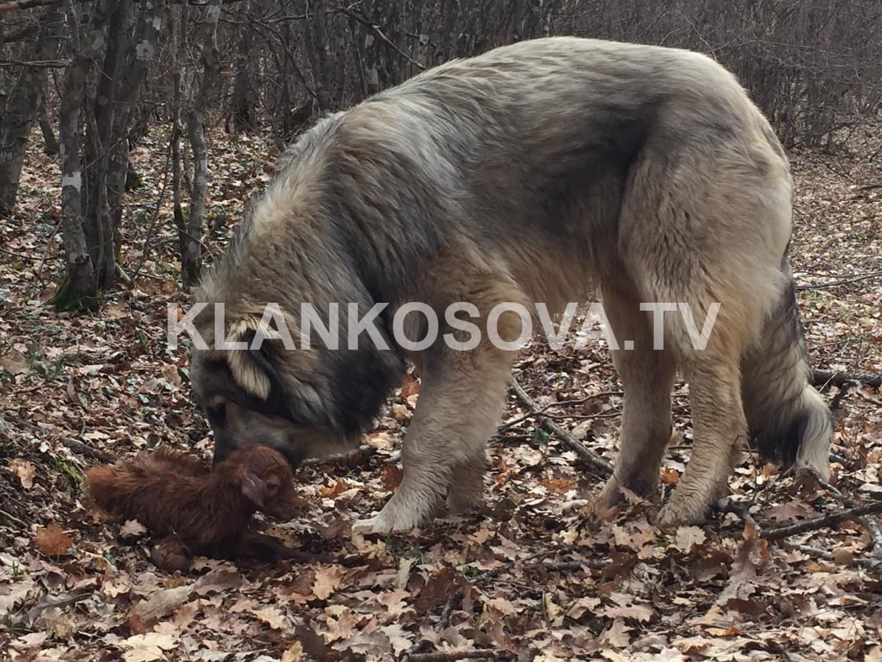 Edhin e porsalindur e braktis e ëma, por nuk e braktis ruajtësi i kopesë (VIDEO)