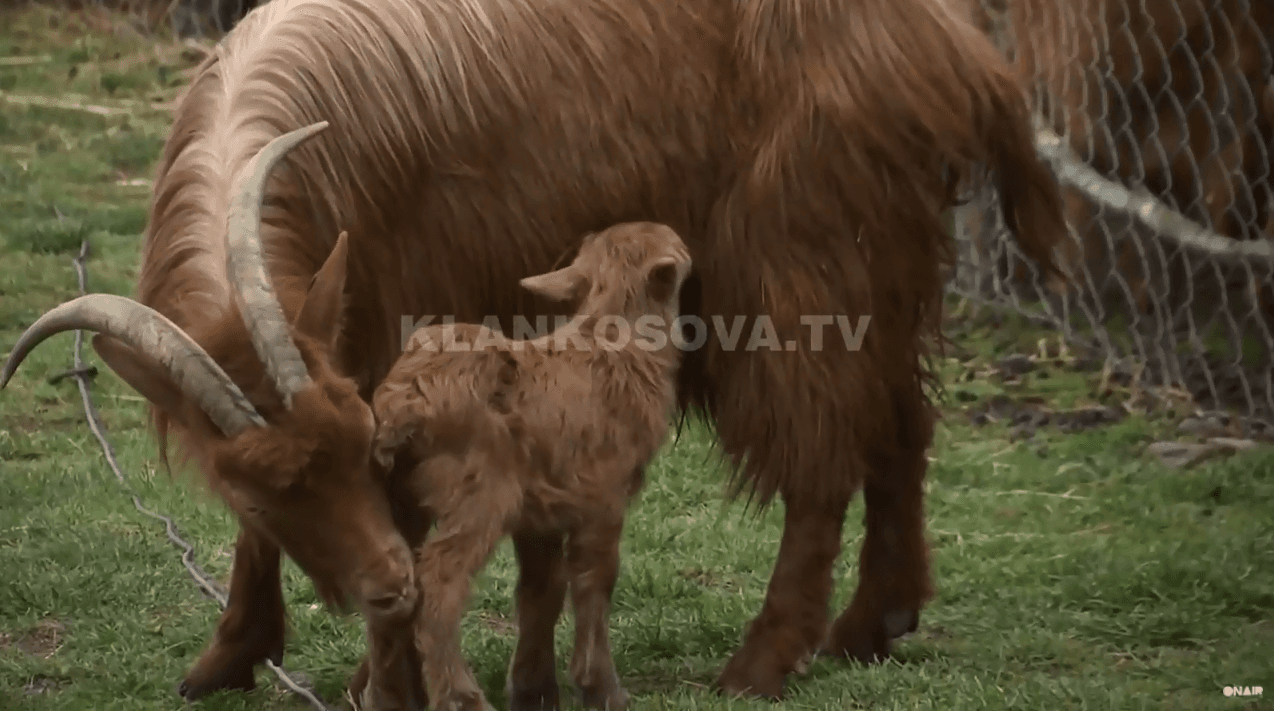 E rrallë: Qeni befason bariun, shpëton edhin e braktisur nga e ëma (VIDEO)