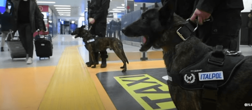 Italia trajnon qen nuhatës për të zbuluar të infektuarit me koronavirus (VIDEO)