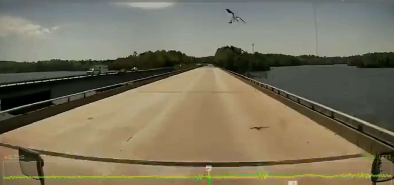 Zogu hedh peshkun në xhamin e përparmë të kamionit (VIDEO)