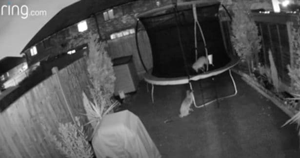 Kamera e sigurisë kap dhelprat duke kërcyer mbi trampolinë