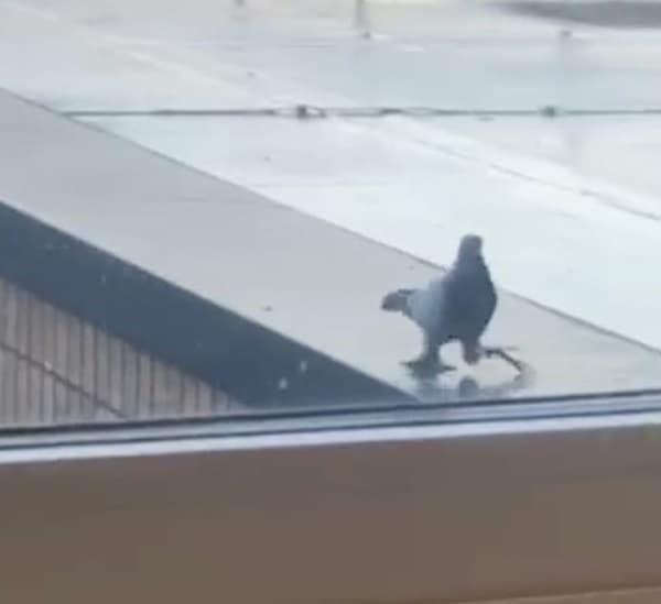 Pëllumbi me këmbë gjigante turbullon internetin